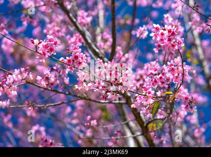 Cherry apricot branch blooms brilliantly on a spring morning with a blue sky background Stock Photo