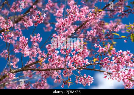 Cherry apricot branch blooms brilliantly on a spring morning with a blue sky background Stock Photo