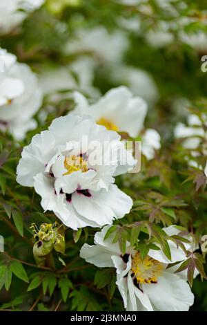 Blooming white peonies. Close-up of white peonies flowers on a blurred background Stock Photo