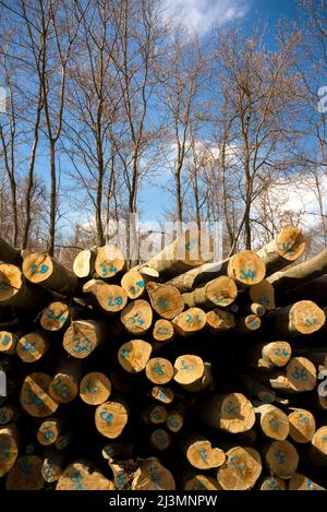 Stack of numbered logs in the forest Stock Photo