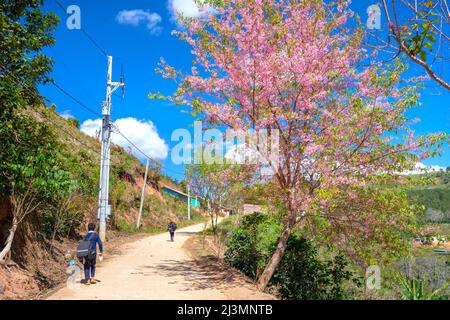 Elementary students in uniforms play in a school yard next to a cherry  blossom tree in middle of yard in spring morning on outskirts of Da Lat  Stock Photo - Alamy