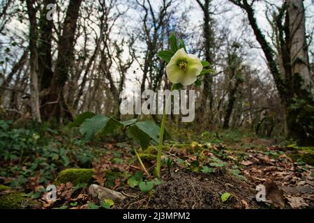 Early bloomers at subtropical winter forest. Lenten rose (Helleborus orientalis) blooms on Black Sea Coast of Caucasus. Most likely Helleborus orienta Stock Photo