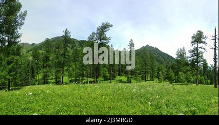 Glade in woodland (wooded meadows) among coniferous forest (pine, larch), forest table land. Herbaceous community (phytocenosis, coryphium) Stock Photo
