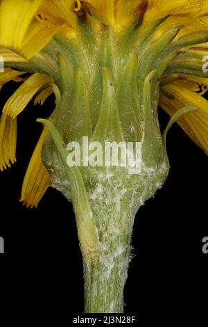 Viper's Grass (Scorzonera humilis). Involucre Closeup Stock Photo