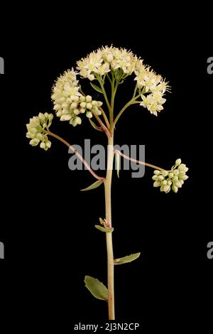 Grand Stonecrop (Hylotelephium maximum). Inflorescence Closeup Stock Photo
