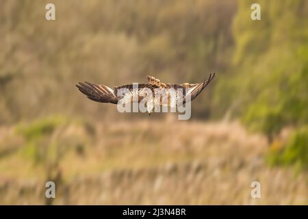 Red kite flying, close up, in spring time in Scotland Stock Photo