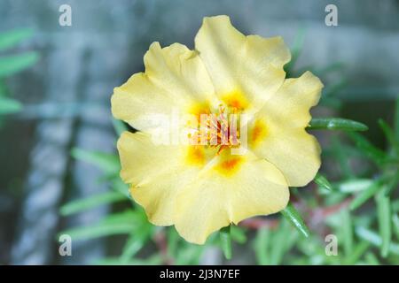 Yellow purslane flower in the garden close-up on a defocused background. Selective focus. Spring Concert Stock Photo