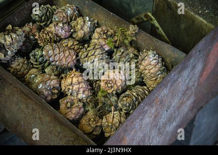 A man turns a homemade device for extracting cedar nuts from Siberian pine cones. Stock Photo