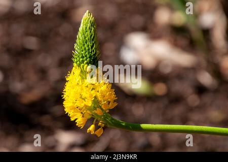 Sydney Australia, bright yellow flowerhead of a bulbine latifolia native to southern africa Stock Photo