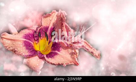 Unfocused fractal background with a pink two-tone daylily flower. Selective Focus Stock Photo