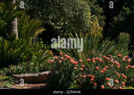 Sydney Australia, view of garden with red flowering leucospermum x cuneiforme 'rigoletto' and cycads native to south africa Stock Photo