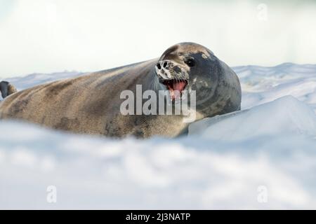 Afternoon light, close up crabeater seal (Lobodon carcinophagus) on ice floe, Marguerite Bay, Antarctica, Stock Photo