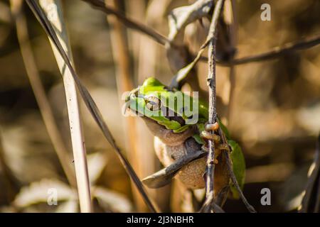 A close-up view of a young green frog in its natural environment, on the border of a stalk in thick grass. Stock Photo