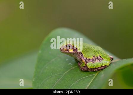 Gray Treefrog (Hyla versicolor) resting on a leaf in a local forest in Ottawa, Ontario, Canada Stock Photo