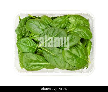 Young spinach leaves in a plastic container. Fresh picked and raw Spinacia oleracea, green leaf vegetable, rich on vitamin K. Stock Photo