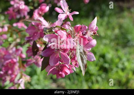 Sakura blossom in springtime, beautiful pink flowers in nature condition. Pink flowers and buds of dwarf Russian almond (Prunus tenella Batsch). Sprin Stock Photo