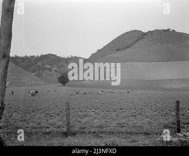 Filipino gang labor in pea fields near Pismo Beach, Nipomo, California. Work for Japanese, live on Japanese ranches. Sixty men in this gang. Stock Photo