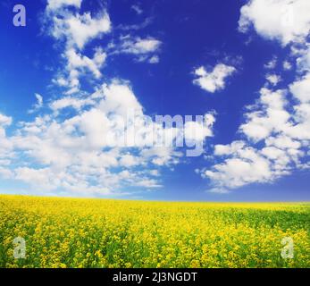spring field and the beautiful blue sky Stock Photo - Alamy