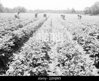 Hightstown, New Jersey. The homesteaders of the farm group are proud of their straight potato row. They have raised very successful crops. The farm was started in 1934. Stock Photo