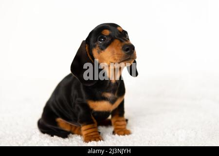 Cute small sausage dog 10 weeks old Stock Photo