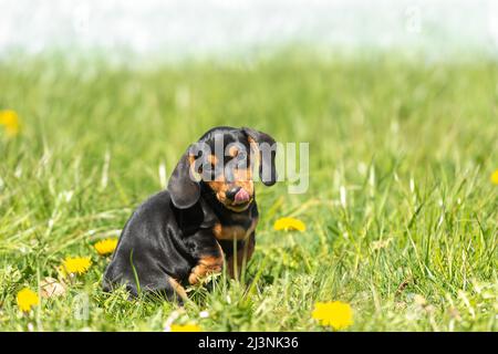 cute small sausage puppy dog outside in nature on grass Stock Photo