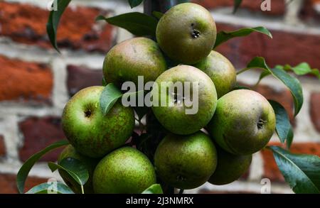 Beautiful close-up of some peers Stock Photo