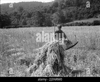 Cradling wheat near Sperryville, Virginia. A hand binder follows the mower. These men had never heard of a combine harvester. &quot;Sure would like to see that.&quot; Their father used a reap hook. Stock Photo