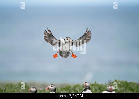 Puffin with open wings, flying forward and landing, close up in the summer Stock Photo