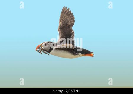Puffin flying with a with a beak full of Sand eels, close up in the summer Stock Photo