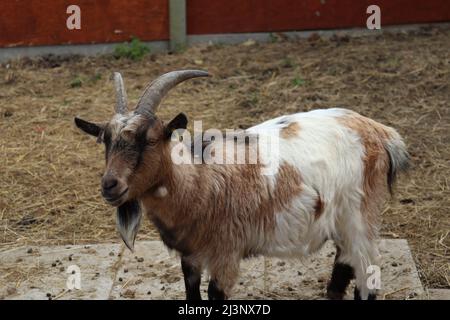Female pygmy goat Stock Photo