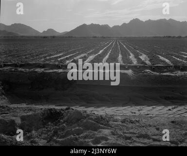 Irrigated fields of Acala cotton seventy miles from Phoenix, Arizona. Stock Photo