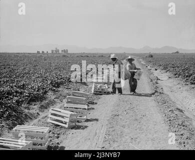 Mexicans picking cantaloupes one mile north of the Mexican border. Imperial Valley, Califoria. 6:00 a.m. This is highly skilled labor. Stock Photo