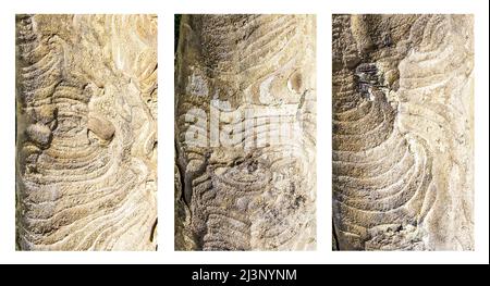 The trunk revealed as all the bark has flaked off from this Plane tree bough. Patterns formed make an interesting triptych. Stock Photo