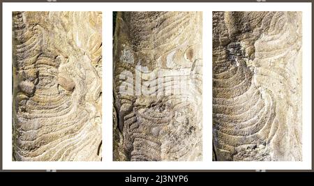 The trunk revealed as all the bark has flaked off from this Plane tree bough. Patterns formed make an interesting triptych. Stock Photo