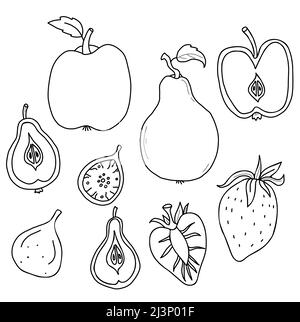 Big set of fruits and berries. Whole fruits and cut in half. Strawberry and fig, apple and pear with root and leaf. Vector illustration in linear hand Stock Vector