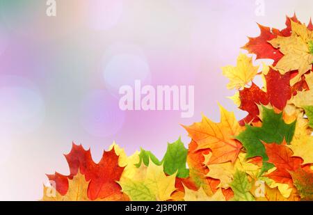 Beautiful autumn maple leaves. Autumn concept. Stock Photo
