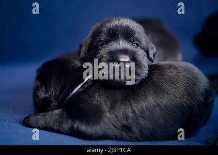 Portrait of cheerful puppy of Black Giant Schnauzer. Group of cute dogs lying on sofa. Stock Photo