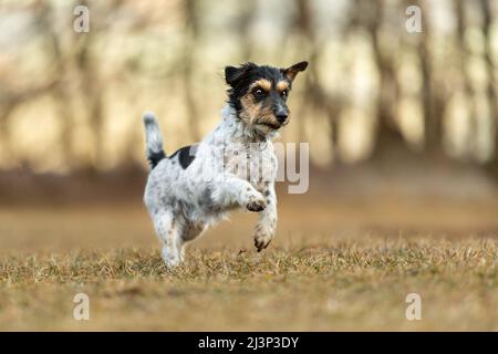 How fast do hot sale jack russells run