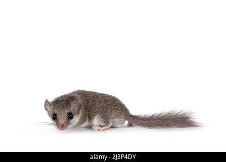 Cute tiny African dormouse aka Graphiurus murinus, standing side ways. Looking straight to camera, isolated on a white background. Stock Photo