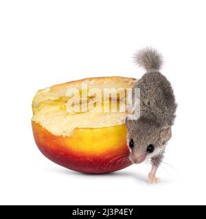 Cute tiny African dormouse aka Graphiurus murinus, climbing of yellow and red apple. Looking towards camera. Isolated on a white background. Stock Photo