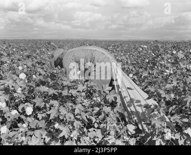 Migratory field worker picking cotton in San Joaquin Valley, California. These cotton pickers are being paid seventy-five cents per one hundred pounds. Strikers organizing under the Congress of Industrial Organizations union (CIO) demand one dollar. A good male picker, in good cotton, under favorable weather conditions, can pick about two hundred pounds in a day's work. Stock Photo