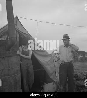 Near Strathmore, California. From Wyoming and Missouri, eight years in California working in lemons &quot;It's easy for us because we haven't got a bunch of kids to get drug around&quot;. Stock Photo