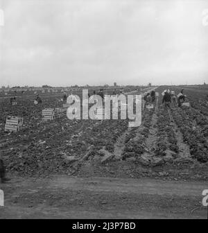 Near Westmorland. Filipinos cutting lettuce. California. Stock Photo