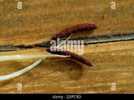 two lily stamens with pollen Stock Photo