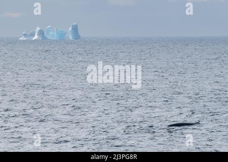 Antarctica, Southern Ocean. Fin whales (Balaenoptera physalus) Stock Photo
