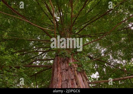 A great snapshot of a large sequoia seen from below. Stock Photo