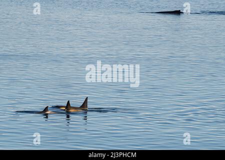 Killer Whale (orca) (Orcinus Orca), Weddell, Sea, Antarctica, Polar ...