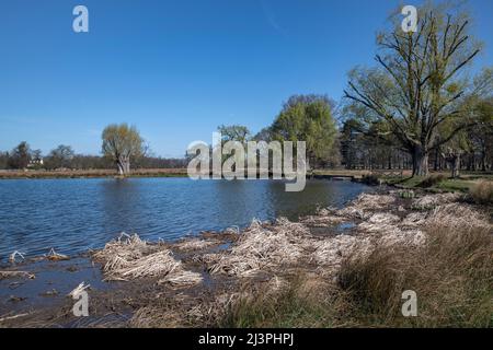 Corner of Heron pond in Bushy Park Surrey Stock Photo