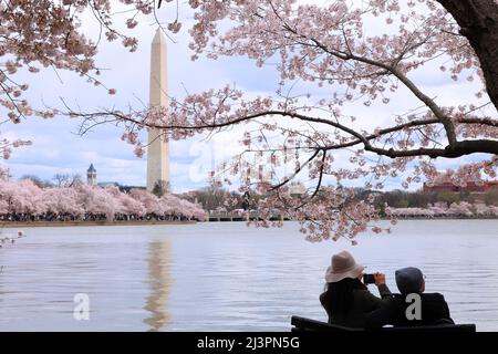 A couple photographs Washington DC cherry blossoms in peak bloom around the Tidal Basin with the Washington Monument in the background. Stock Photo
