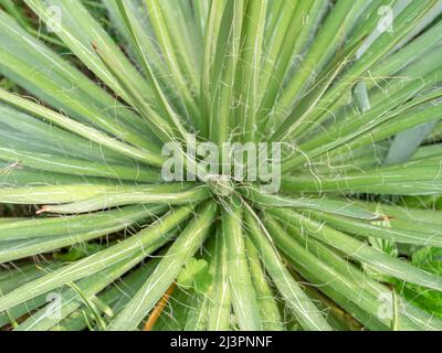 Close up with Agave filifera, the thread agave plant foliage Stock Photo